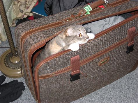 13 Examples Why Cat Beds Should Be Made From Luggage Threadtripping