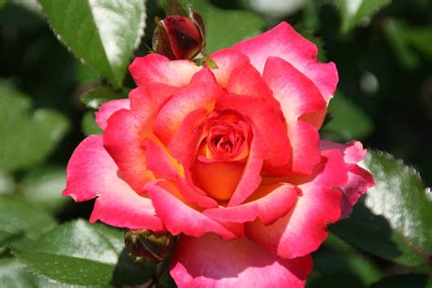 Rosa ‘rainbow Sorbet In 2 Gallon Pot Fraser Valley Rose Farm
