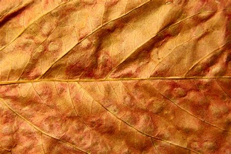 Autumn Leaves Textures Download Photo Background