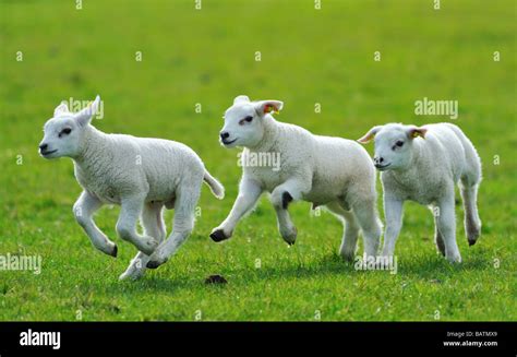 Cute Lambs Running And Jumping In Spring The Netherlands Stock Photo