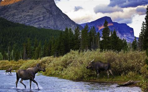 Moose In The Mountain Lake Wallpaper Animal Wallpapers 40503