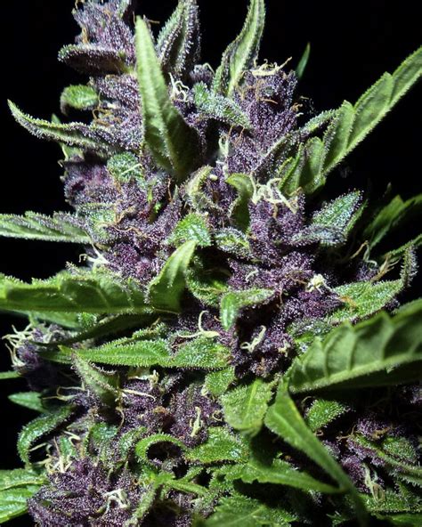 Grow Weed So Purple It's Practically Black | Cannabis Industry Institute