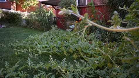 Cacti have many evolutionary adaptations for living in extreme drought conditions. Growing Watermelon in Cold Weather Climates - Brown Mamas