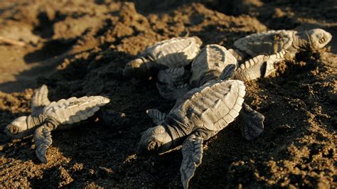 Endangered Olive Ridley Sea Turtles In Mexico Record Number Hatch