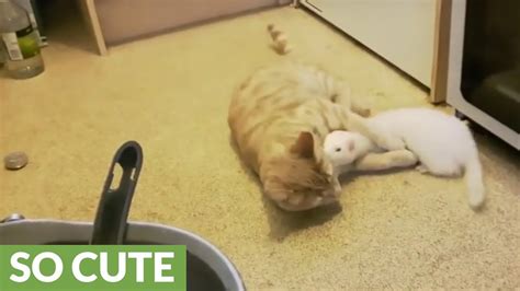 Pet Ferrets And Cat Are The Best Of Friends Youtube