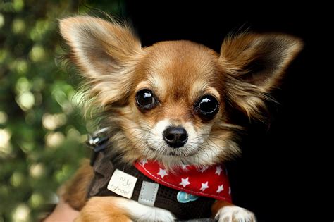 Chihuahua La Raza De Perro Que Más Tiempo Vive
