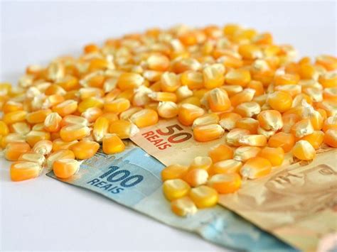 Preço Do Milho Sobe 12 84 Em Mato Grosso Do Sul Dourados News