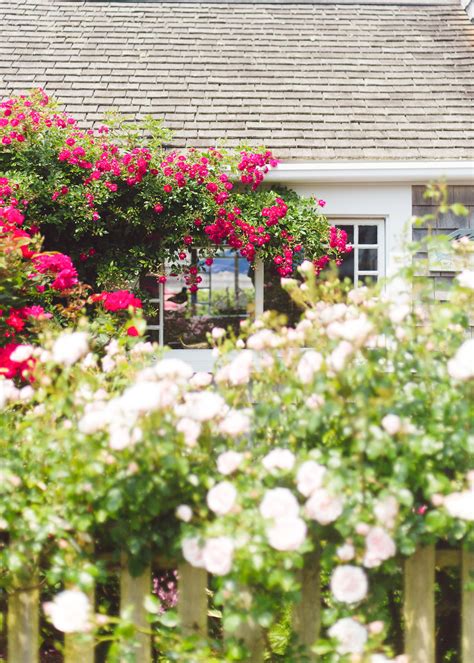 Rose Covered Cottage Nantucket Design Darling