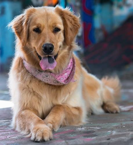 Crossed between the golden retriever and the great pyrenees, the golden pyrenees is a white dog breed that has colorful markings all over its body. Golden Pyrenees Dog Breed Information and Pictures