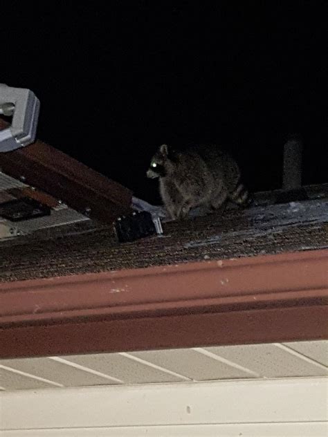 We also have success in solving those resilient type pest problems where the competition. Raccoons removed in Pefferlaw - SIA Wildlife Control Inc.