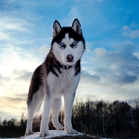 Husky Dog Wallpaper ·① Wallpapertag