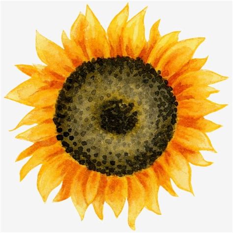 watercolor sunflowers png vector psd  clipart  transparent background