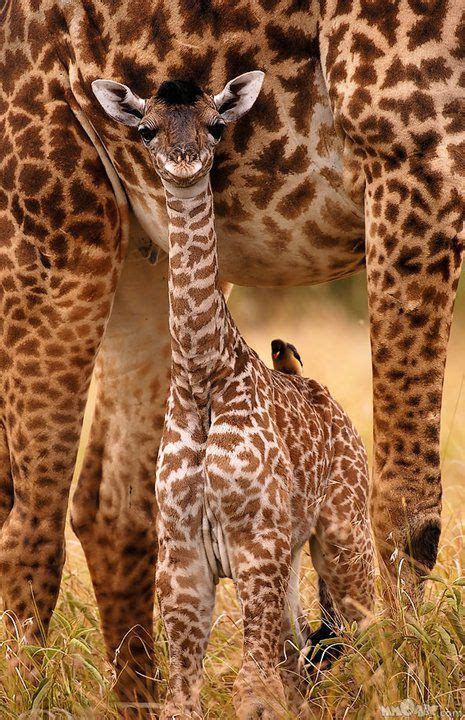 Ever Seen A Baby Giraffe Smile Animals Wild Cute Baby Animals Animals