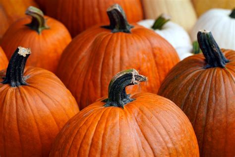 Pumpkin Harvest Autumn Free Photo On Pixabay Pixabay