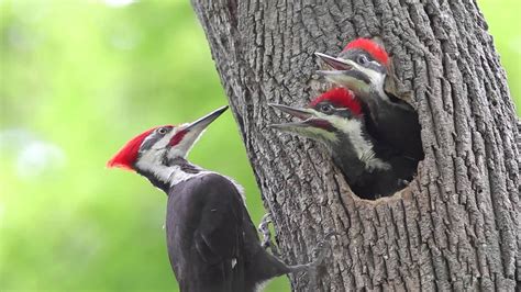 Pileated Woodpecker Chicks At The Nest Youtube