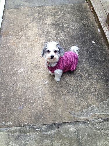 Ravelry The Poet Dog Sweater Pattern By Lion Brand Yarn