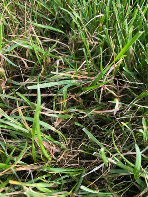 Grass Problems Lawn Issues With Tall Fescue