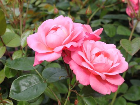 Weitere ideen zu garten, pflanzen, bepflanzung. Strauchrose 'Mein schöner Garten' ® - Rosa 'Mein schöner ...