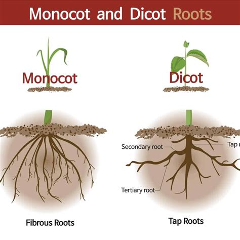 9 Different Types Of Roots Found On Trees Plants And Flowers Roots