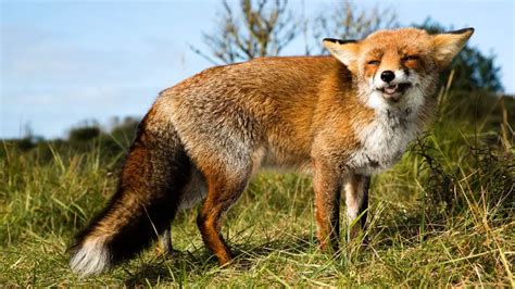 Identifying Fox Dens And Fox Holes Guide And Pictures