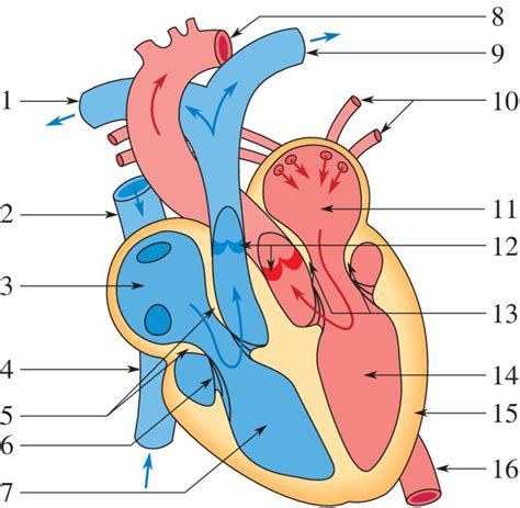 Anatomie St2s Anatomie Du Corps Biologie