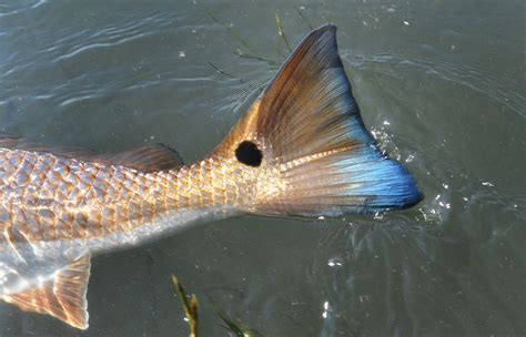 Fishing wallpapers, backgrounds, images— best fishing desktop wallpaper sort wallpapers by: Redfish-Blue Tail | Red fish, Fish, Blue tail