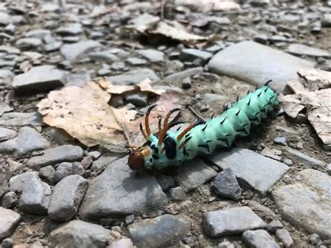 Types Of Blue Caterpillars Pictures And Identification