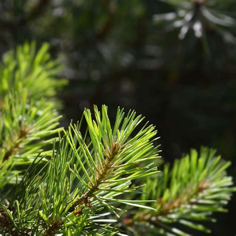 How To Grow And Care For Jack Pine Trees