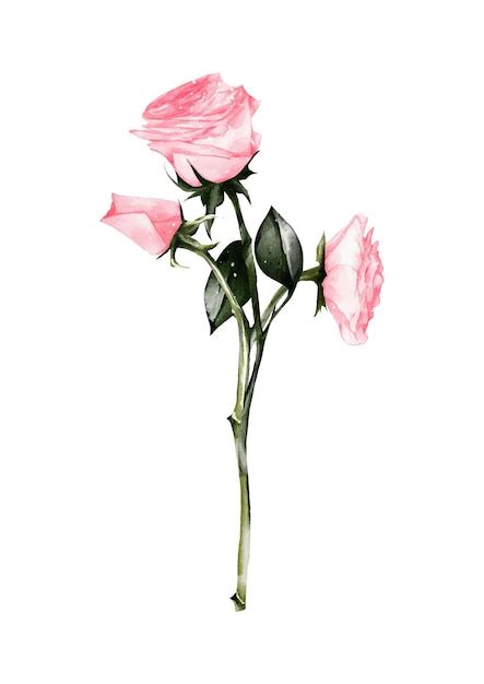 Premium Vector Watercolor Pink Rose Bouquet Elements Vector