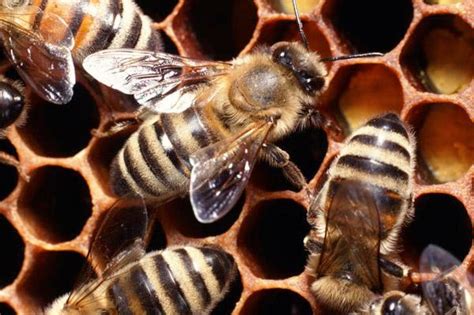 Amateur Beekeepers Help Falling Bee Population Newshub