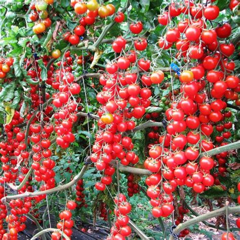 Gl Seeds Tomato Vine Grape Heirloom Non Gmo Amazonca Patio Lawn
