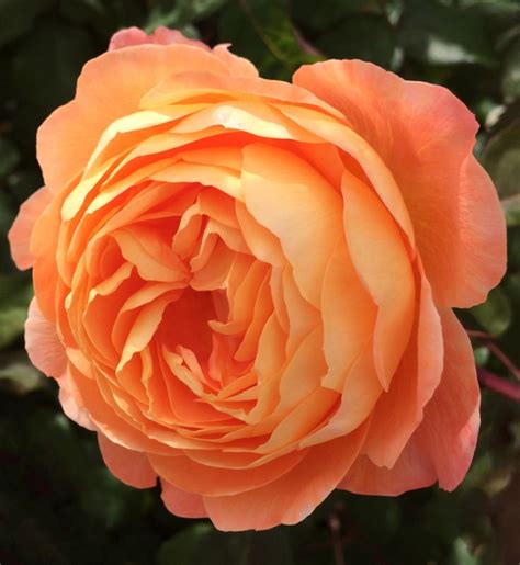 English Rose Gallery Rosa ‘lady Emma Hamilton Susan Rushton