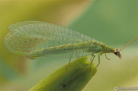 Green Lacewing Insect Macro Photography