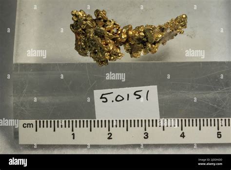 Gold. minerals. North America; USA; California; Tuolumne County Stock