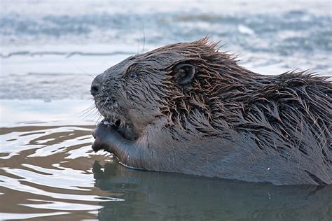 Beavers May Return To Wales Following Success In Scotland The Fur