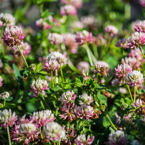 Over the past couple of years, clover has earned my respect. Alsike Clover Seed From Outsidepride - Trifolium Hybridum