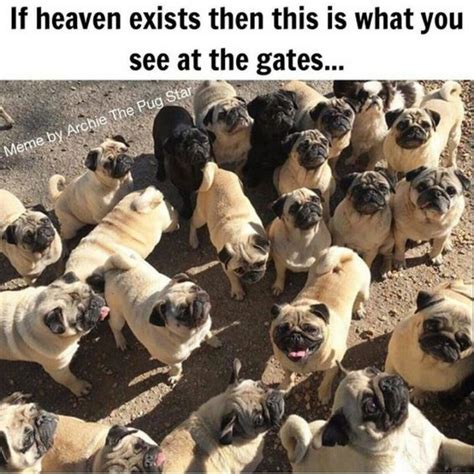 101 Lovable Pug Memes That Are Too Puggin Cute