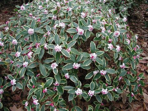 Daphne Odora Variegated Pink Cofers Home And Garden