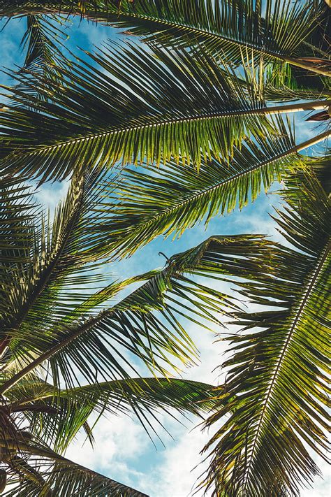 Green Coconut Tree Palms Leaves Branches Tropics Summer Hd