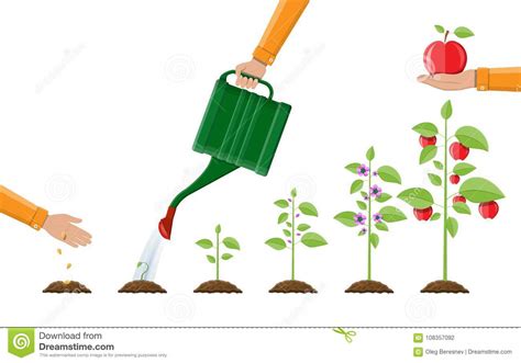 Growth Of Plant From Sprout To Fruit Stock Vector Illustration Of