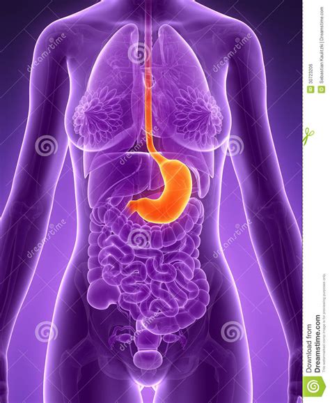 Highlighted stomach stock illustration. Illustration of digestive ...
