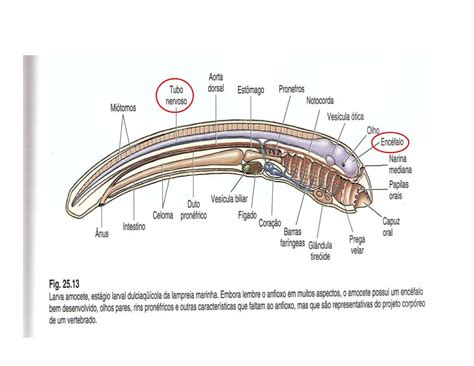 Morfofisiologia Sistema Nervoso