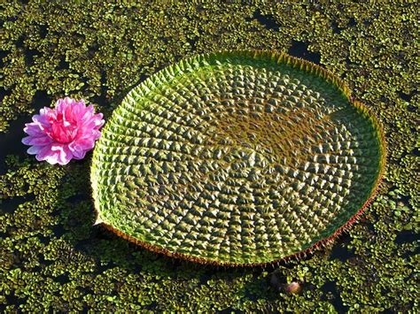 victoria amazonica giant water amazon lily brazil source giant water lily