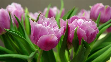 Nature Tulip Hd Wallpaper