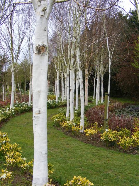 Trees With Ghostly White Bark Silver Birches Vicarage Gardens