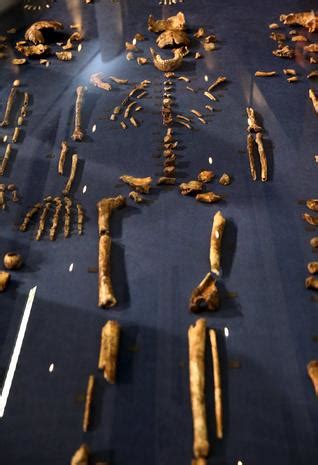 This species survived until between 226,000 and 335,000 y ago, placing it in continental africa at the same time as the early ancestors of. Homo naledi - New almost human relative - Homo naledi - discovered in South Africa - Pictures ...