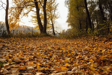Free Picture Autumn Season Poplar Yellow Leaves Forest Path