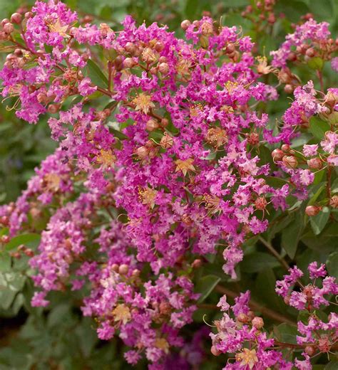 Best Flowering Shrubs For Hedges Better Homes And Gardens