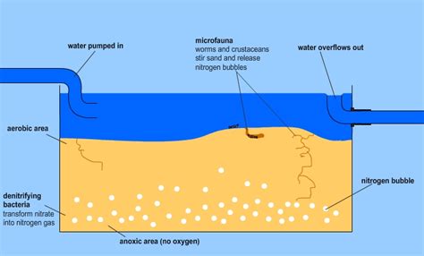 Deep Sand Bed Dsb Diagram Reef Builders The Reef And Saltwater