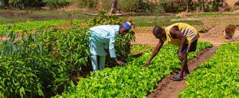 Au Niger La Résilience à Linsécurité Alimentaire Et Nutritionnelle Se